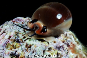Shell by Ferdinando Meli 